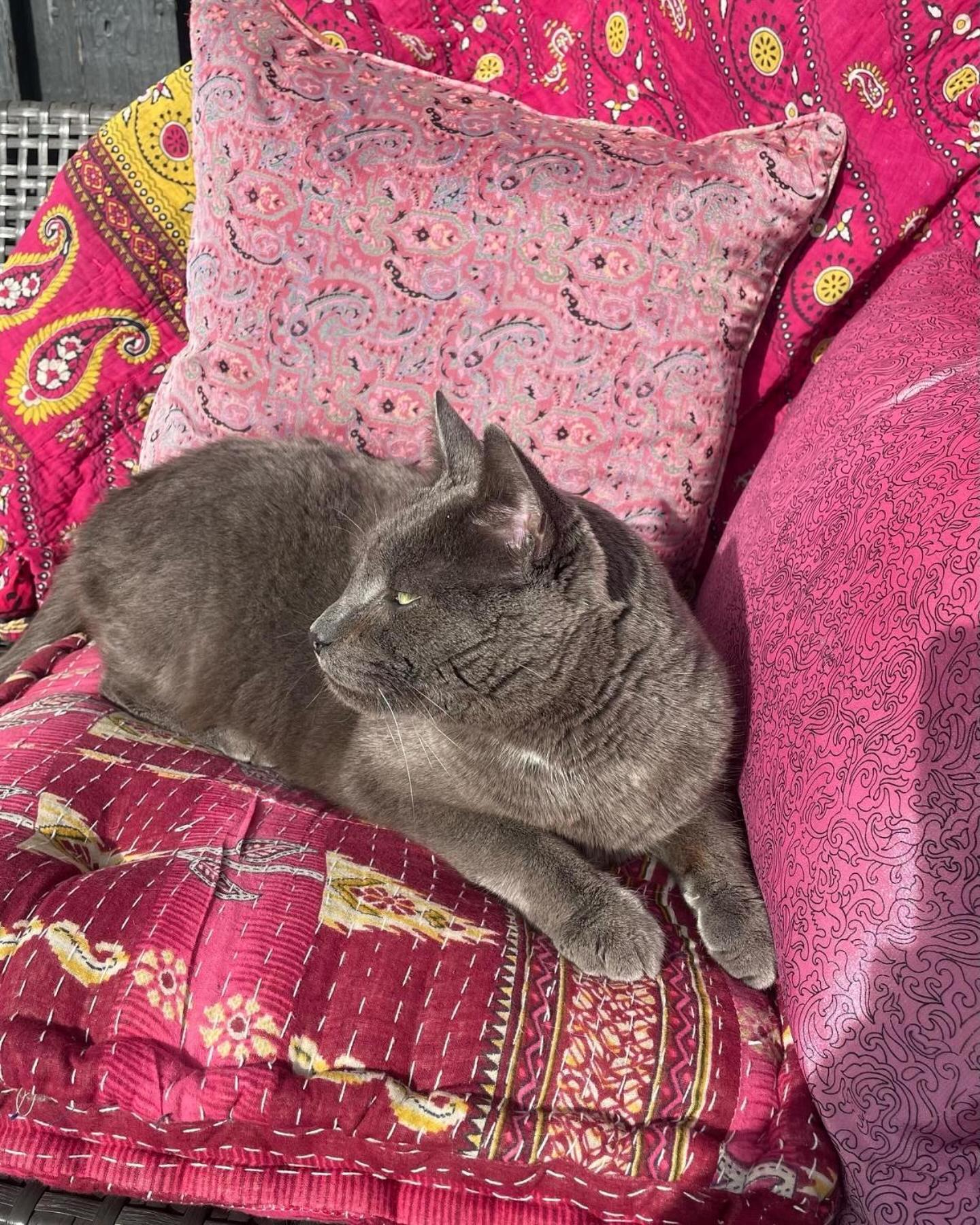 Cool Familyhome Close To The Beach W Two Cuddly Cats Espergærde 외부 사진
